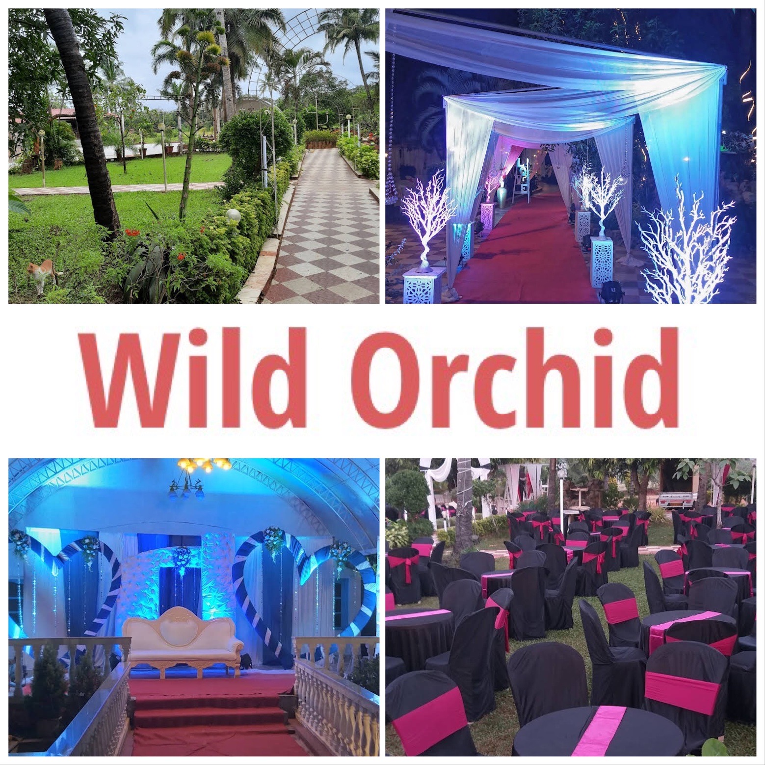 Wild Orchid