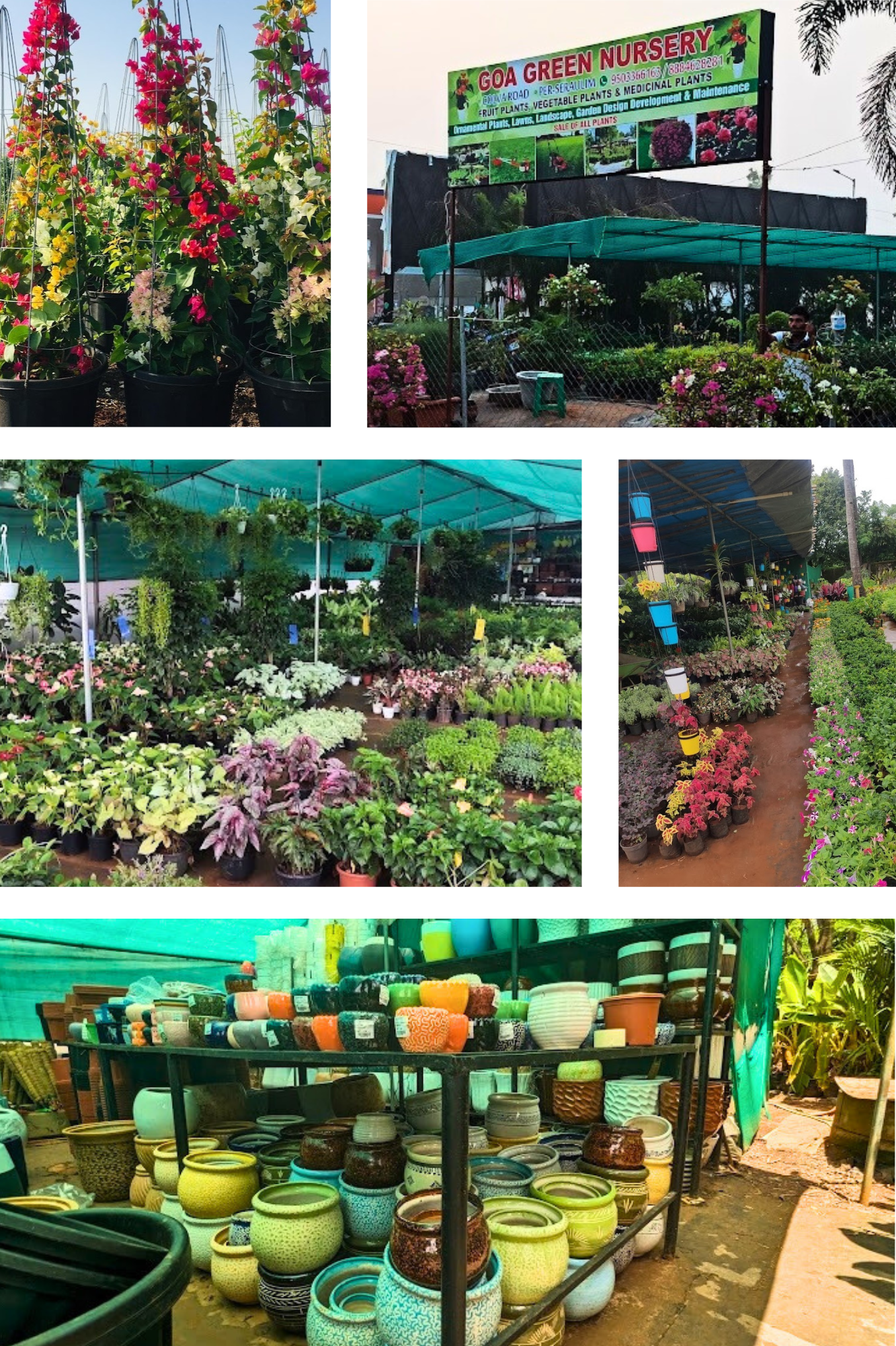 Goa Green Nursery